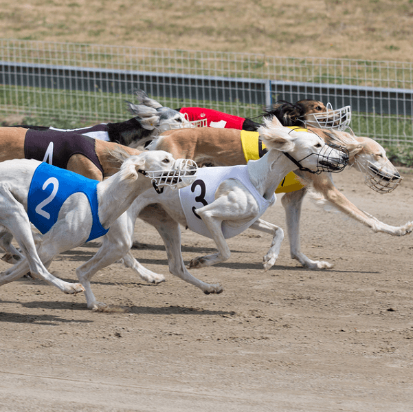 Hunderennen Teaser